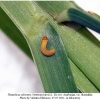 thym sylvestris larva1